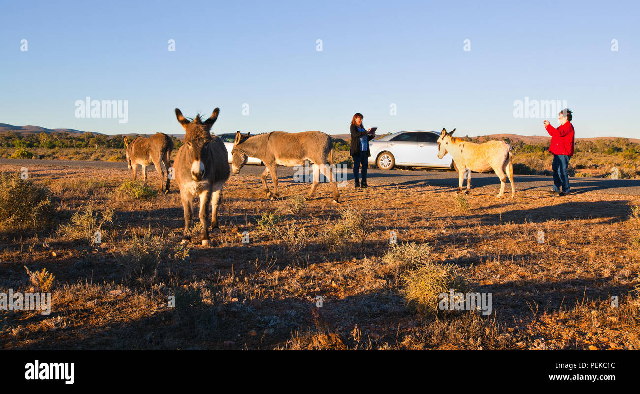 Immagine scattata durante una vacanza in famiglia all'outback territoriale città di Broken Hill nel Nuovo Galles del Sud Australia Foto Stock