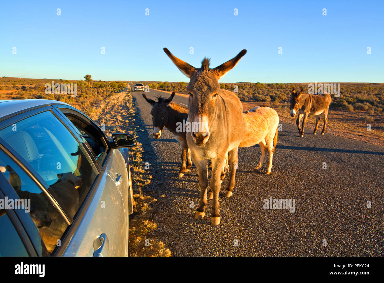 Immagine scattata durante una vacanza in famiglia all'outback territoriale città di Broken Hill nel Nuovo Galles del Sud Australia Foto Stock