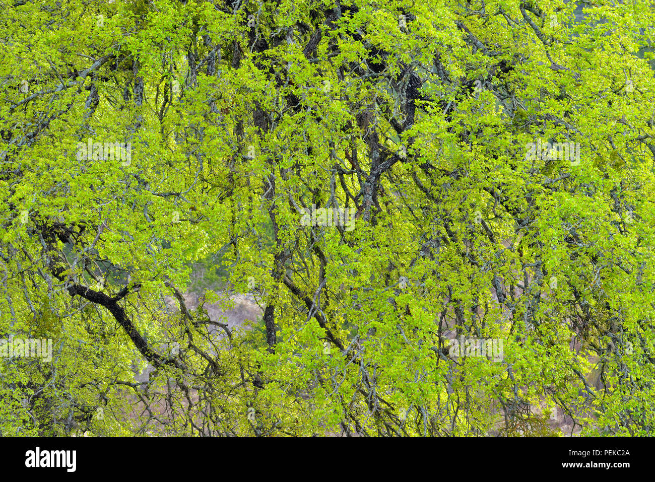 Southern Live Oak (Quercus virginiana) freschi fogliame e rami cascante, Balcones Canyonlands National Wildlife Refuge, Texas, Stati Uniti d'America Foto Stock