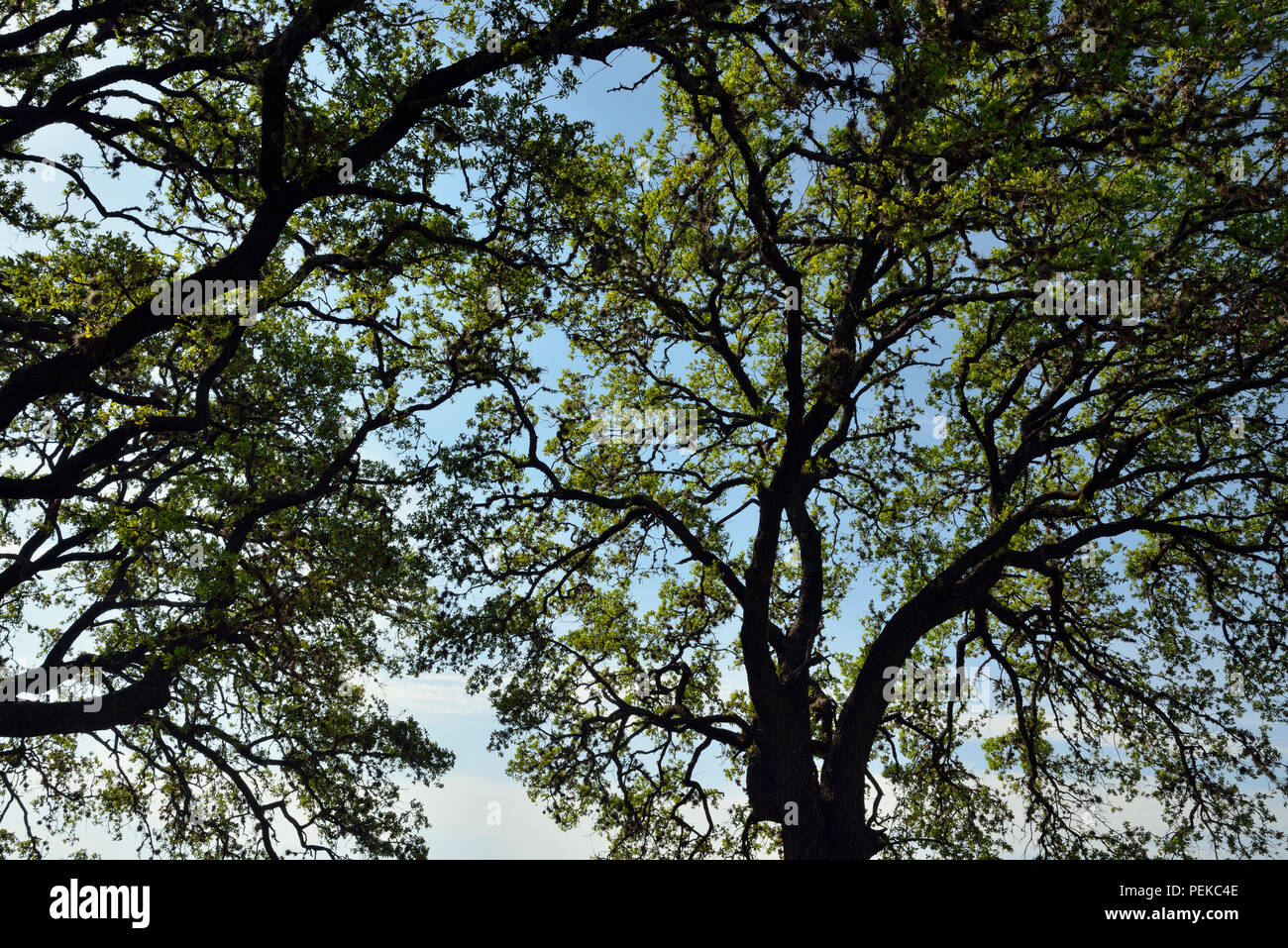 Southern Live Oak (Quercus virginiana) nella primavera in Texas Hill Country, Ritmo piegare LCRA, Spicewood, Travis County, Texas, Stati Uniti d'America Foto Stock
