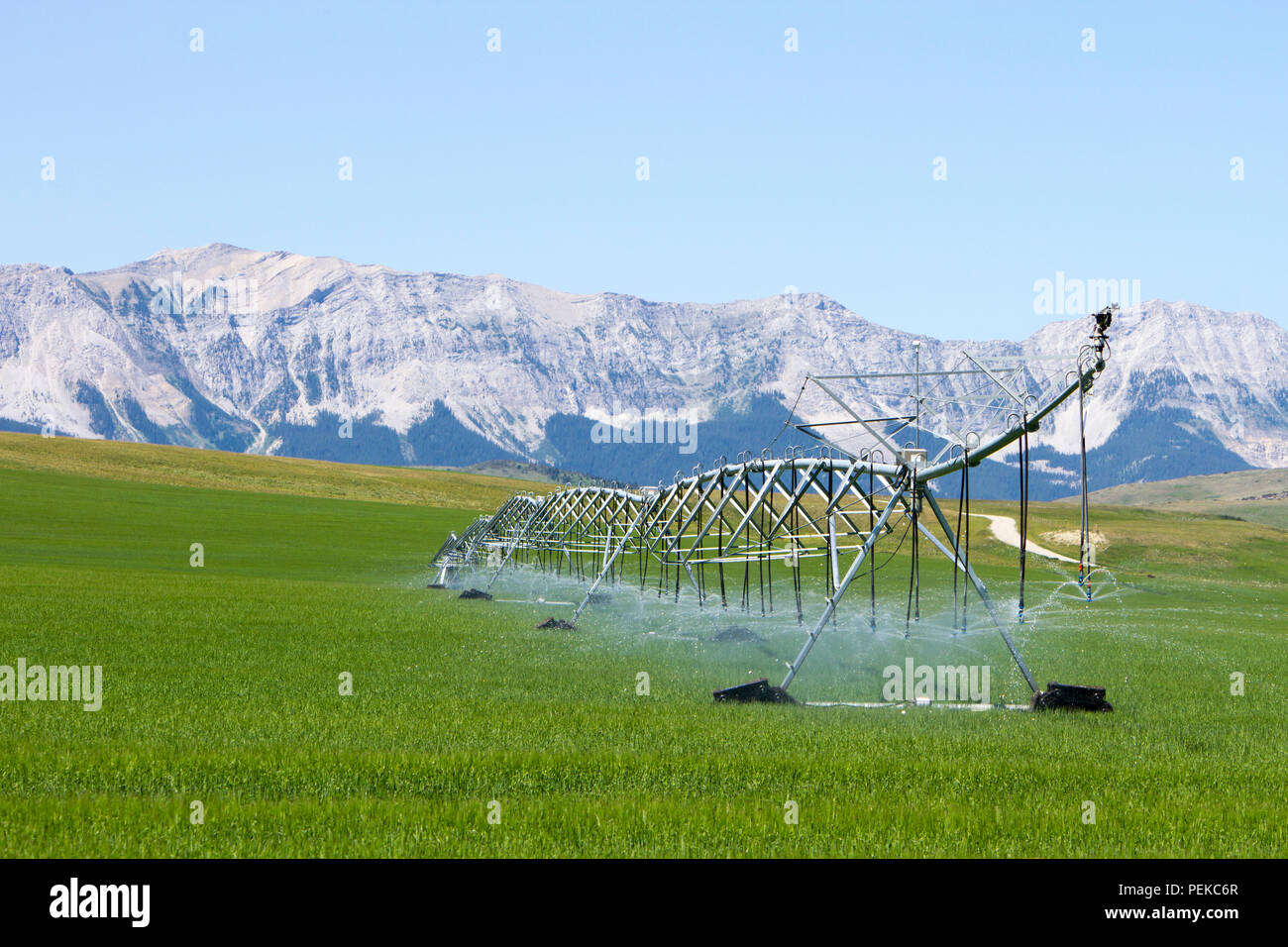 Il centro di rotazione di irrigazione irrigazione attrezzature un campo vicino a Cowley, Alberta, Canada. Foto Stock