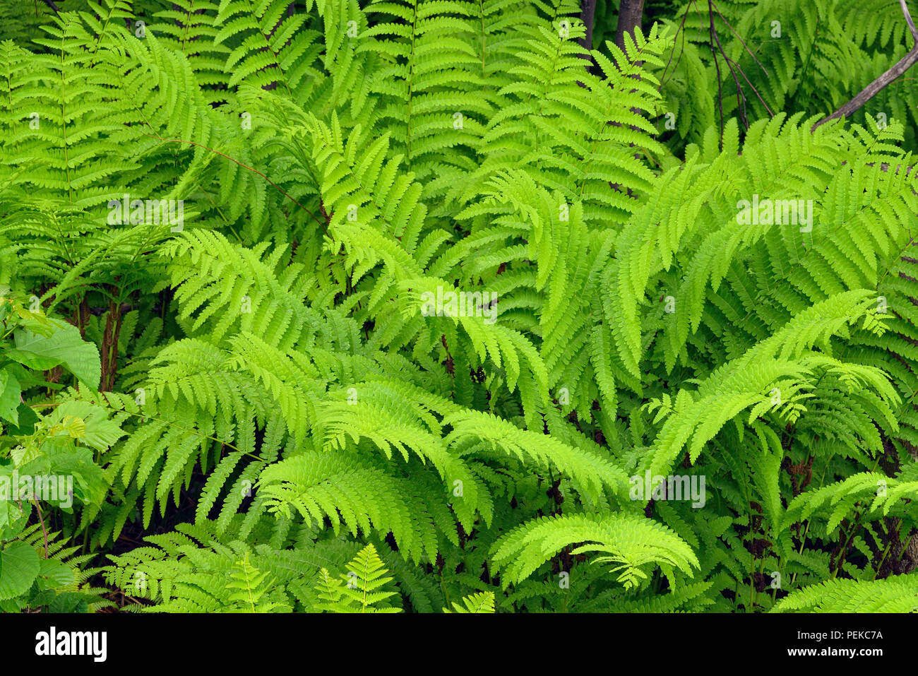 Interrotto (felce Osmunda claytoniana) nel sottobosco di un bosco di latifoglie, Hwy 63 vicino Hayward, Wisconsin, STATI UNITI D'AMERICA Foto Stock