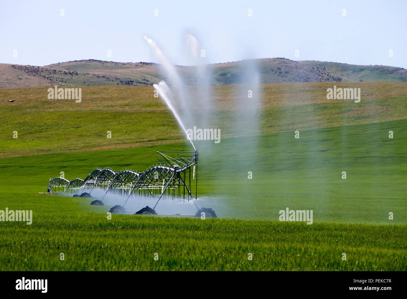 Il centro di rotazione di irrigazione irrigazione attrezzature un campo vicino a Cowley, Alberta, Canada. Foto Stock