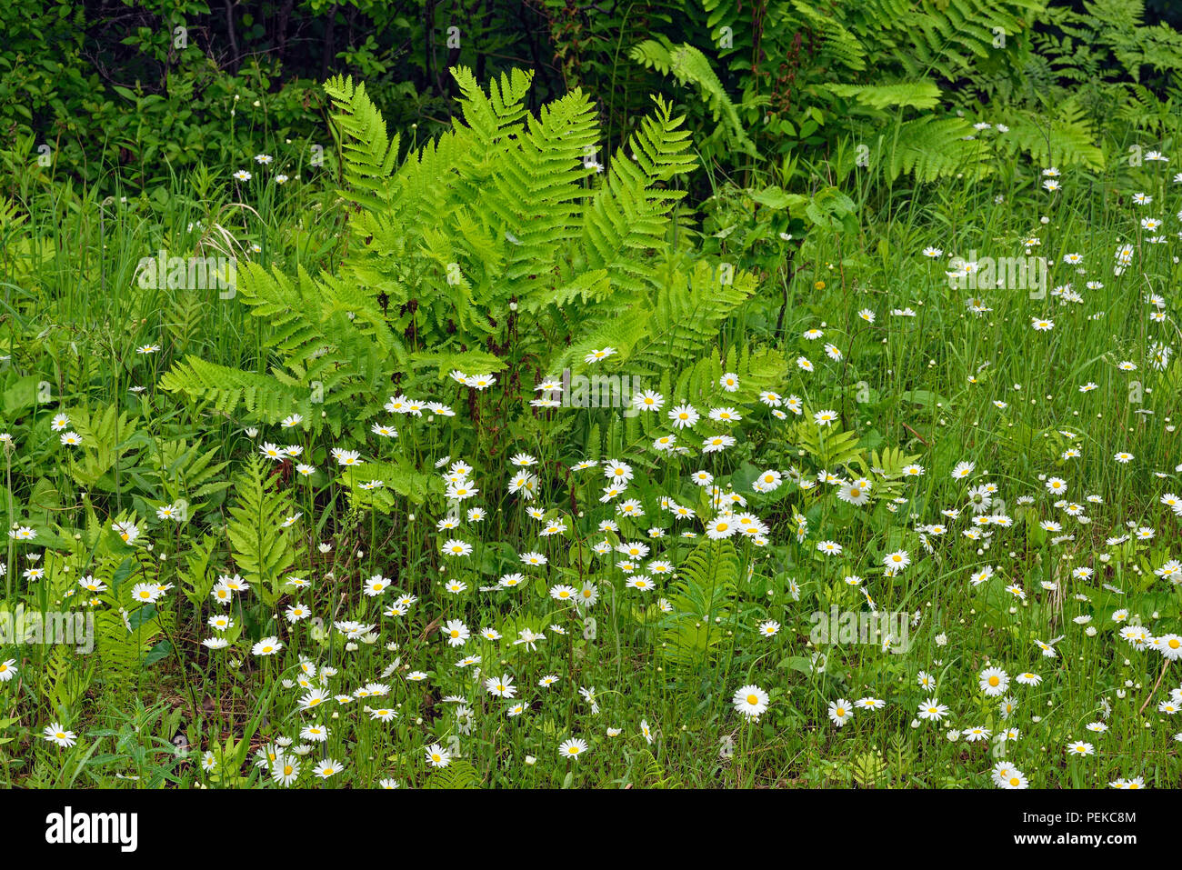 Strada interrotta (felce Osmunda claytoniana) e oxeye margherite, Hwy 63 vicino Hayward, Wisconsin, STATI UNITI D'AMERICA Foto Stock