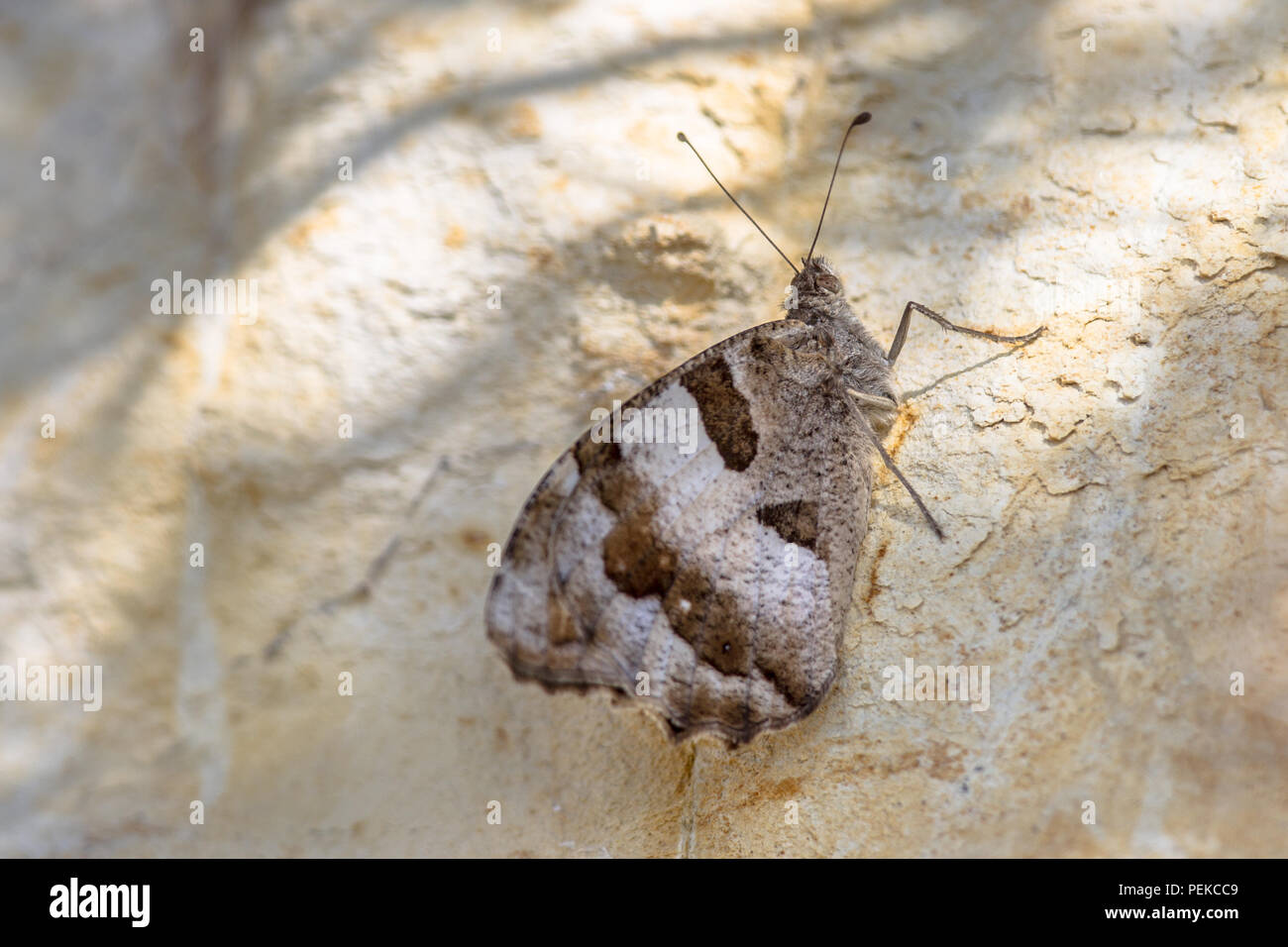 Eremita (Chazara briseis) è una specie di farfalla appartenente alla famiglia Nymphalidae. appollaiato sulla roccia luminosa Foto Stock