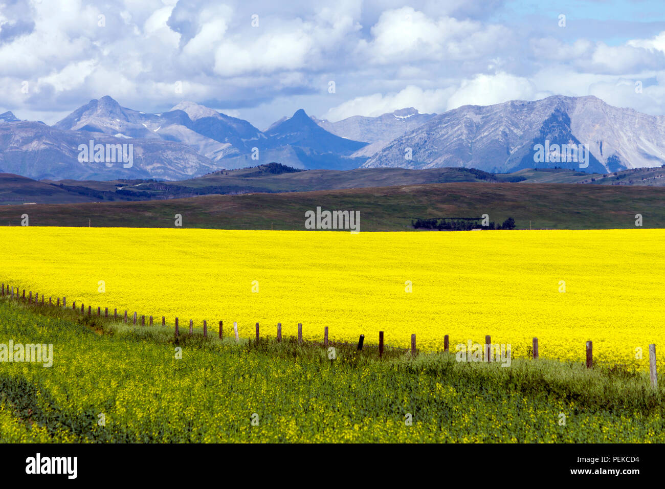 Vista di Alberta rurale e un giallo canola field in bloom con le Montagne Rocciose Canadesi in background prateria in prossimità della città di Cowley e insenatura del rullo di estrazione Foto Stock
