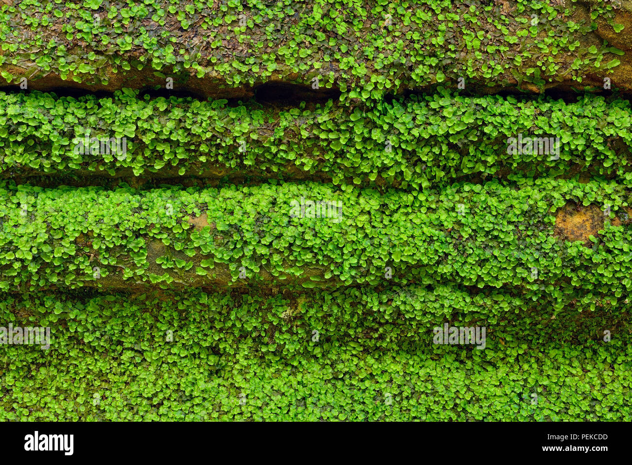 Vegetazione che cresce attorno a roccia arenaria pareti in conceria Creek Canyon, Alger County, vicino Munising, Michigan, Stati Uniti d'America Foto Stock