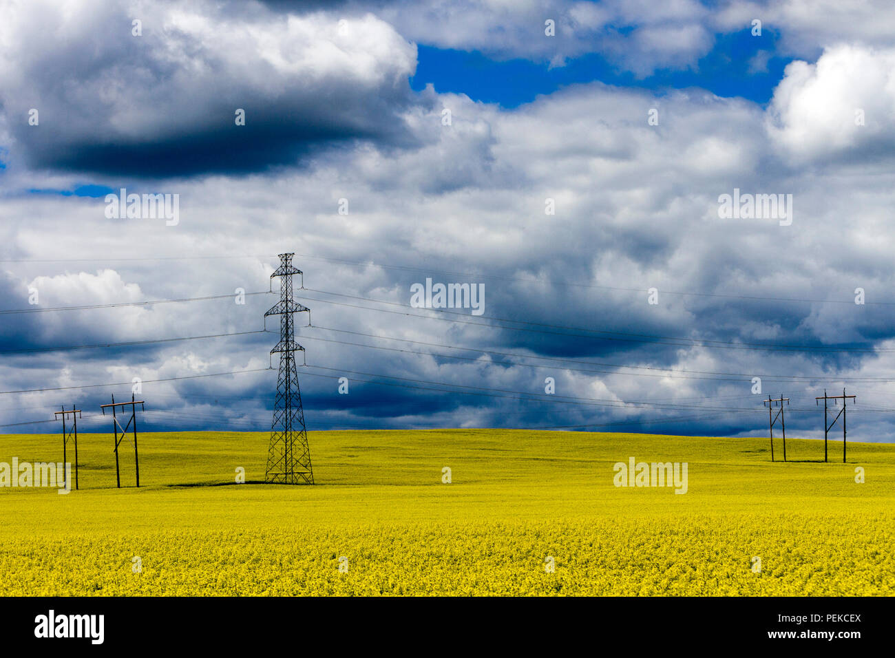 Torri di trasmissione nel mezzo di un giallo canola field in fiore nei pressi di Cowley e dei rulli di estrazione Creek, Alberta, Canada. Foto Stock