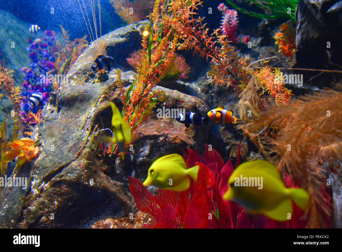 Vista di pesci e barriera corallina underwater Foto Stock