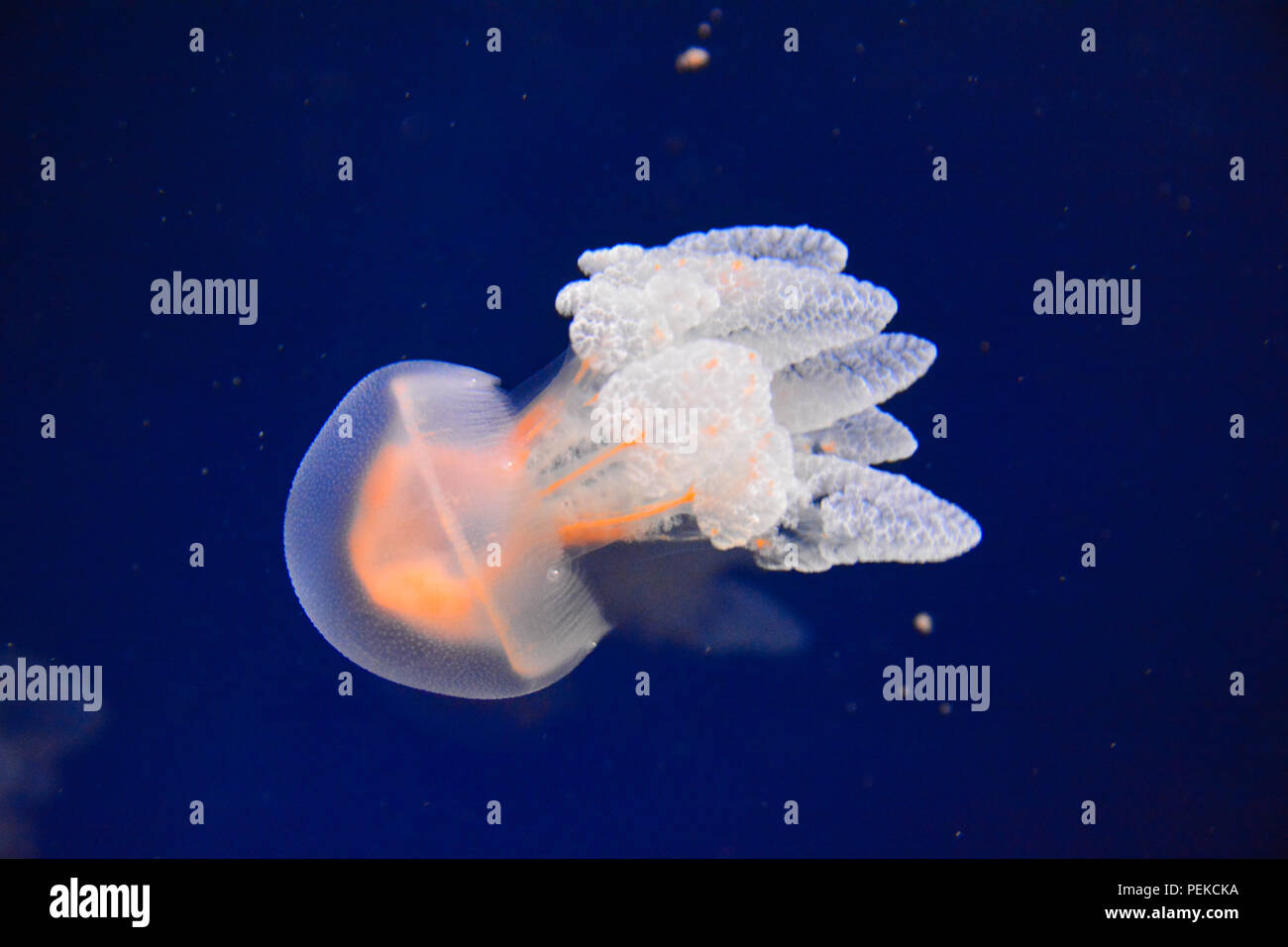 Medusa nuota nel blu oceano Foto Stock