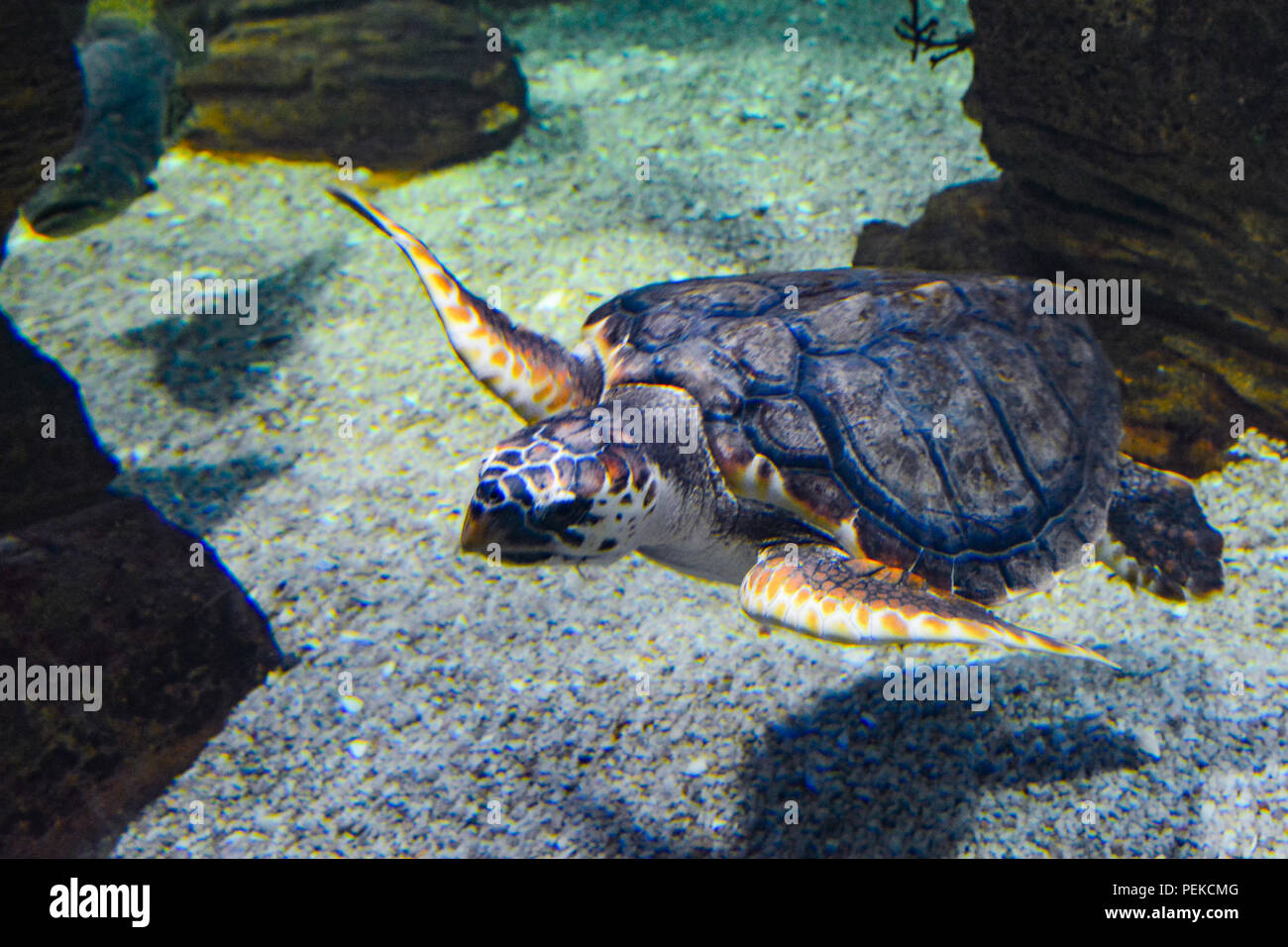 La tartaruga nuota sott'acqua Foto Stock