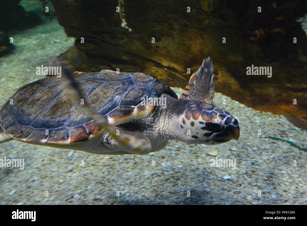 La tartaruga nuota sott'acqua Foto Stock