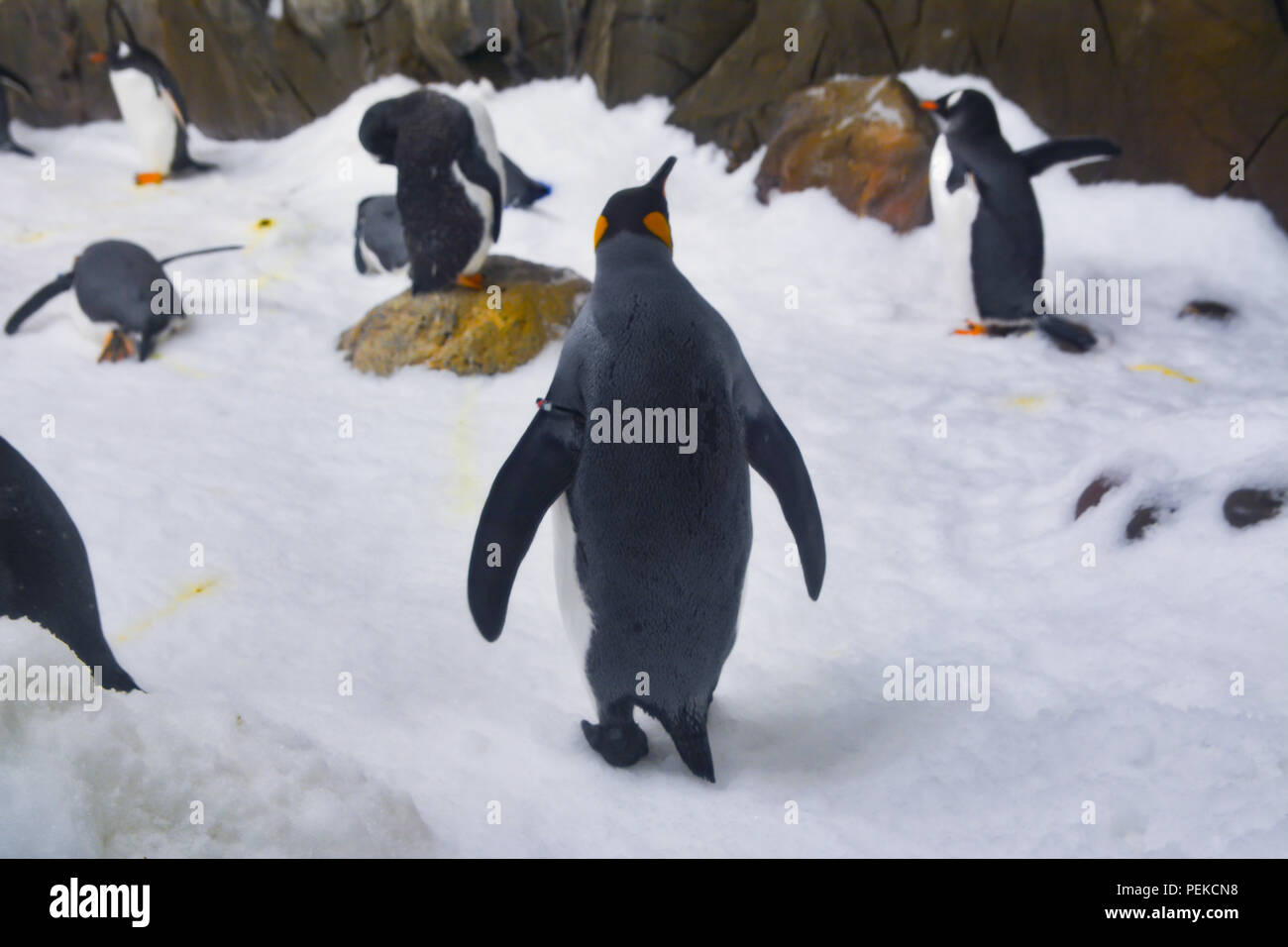 I Pinguini camminare su ghiaccio Foto Stock