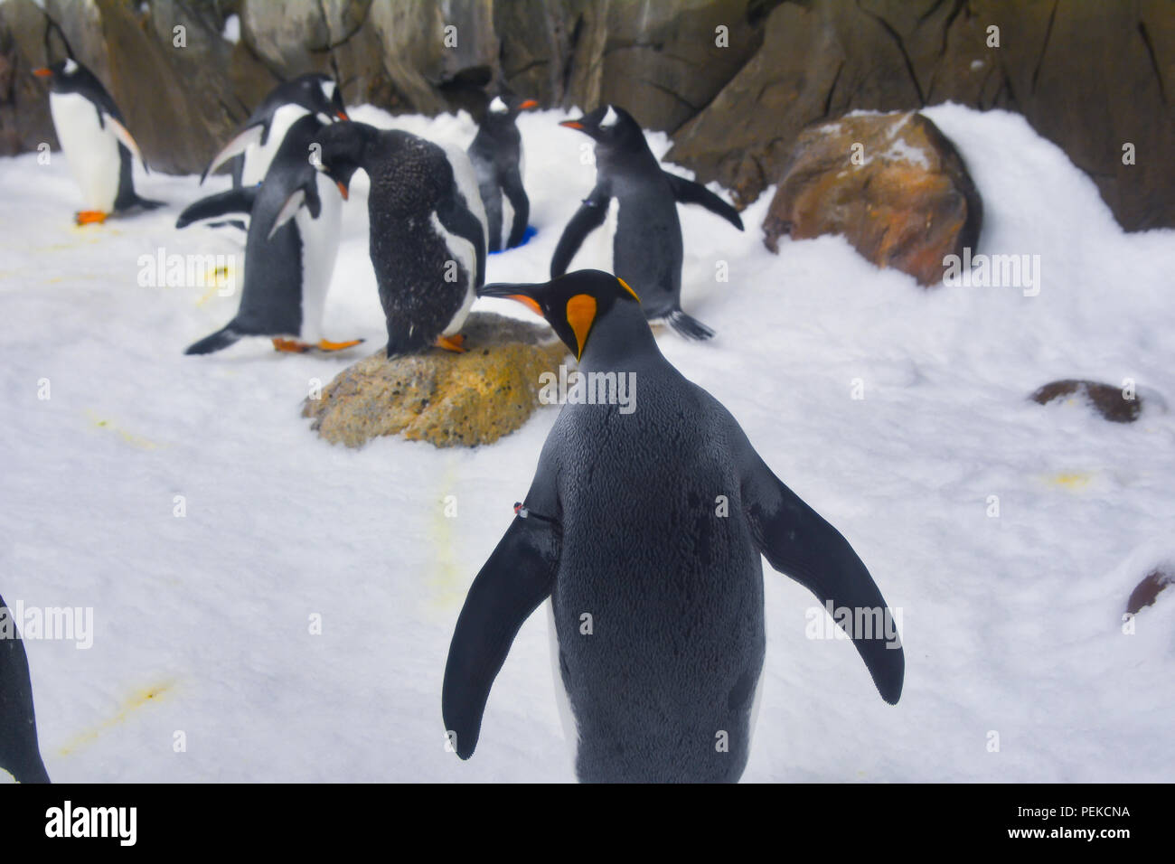 I Pinguini camminare su ghiaccio Foto Stock