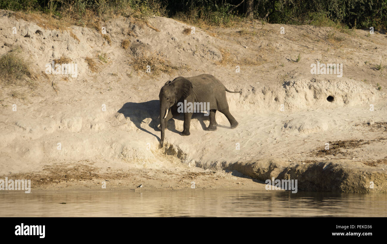 Un Baby Elephant proviene da mangiare e da bere chalk dalla banca del fiume di Chobe Park. Foto Stock