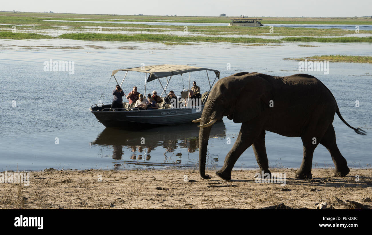Eco turisti su safari in Africa a bordo di un battello di Chobe park, il Botswana. Foto Stock