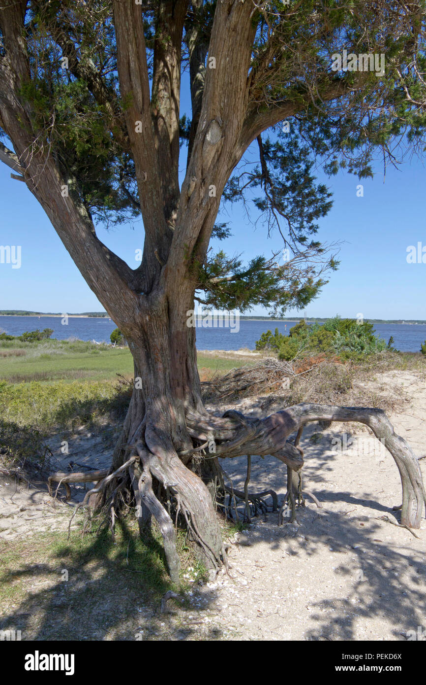 FORT FISHER, North Carolina, Stati Uniti d'America - aprile 20; 2018: nodose vecchio albero con radici al di sopra del suolo ha vissuto un sacco di storia a Fort Fisher, una confe Foto Stock