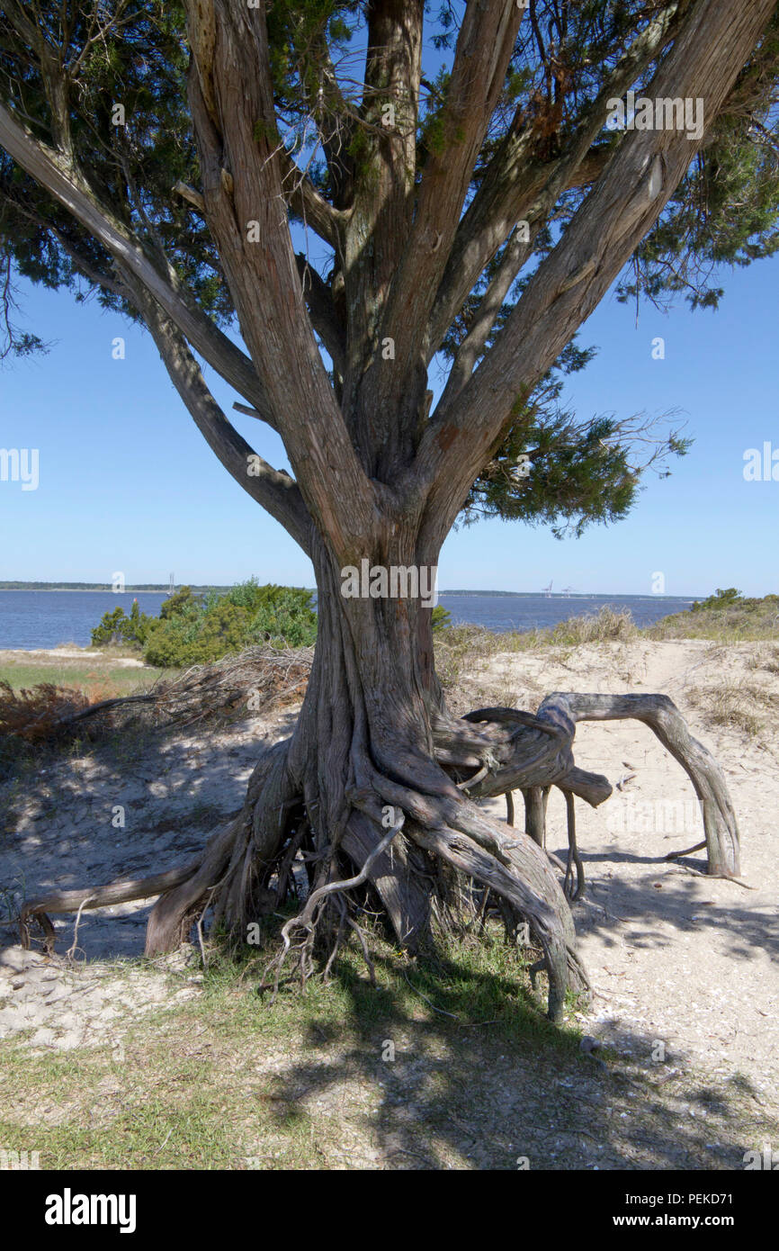 FORT FISHER, North Carolina, Stati Uniti d'America - aprile 20; 2018: nodose vecchio albero con radici al di sopra del suolo ha vissuto un sacco di storia a Fort Fisher, una confe Foto Stock