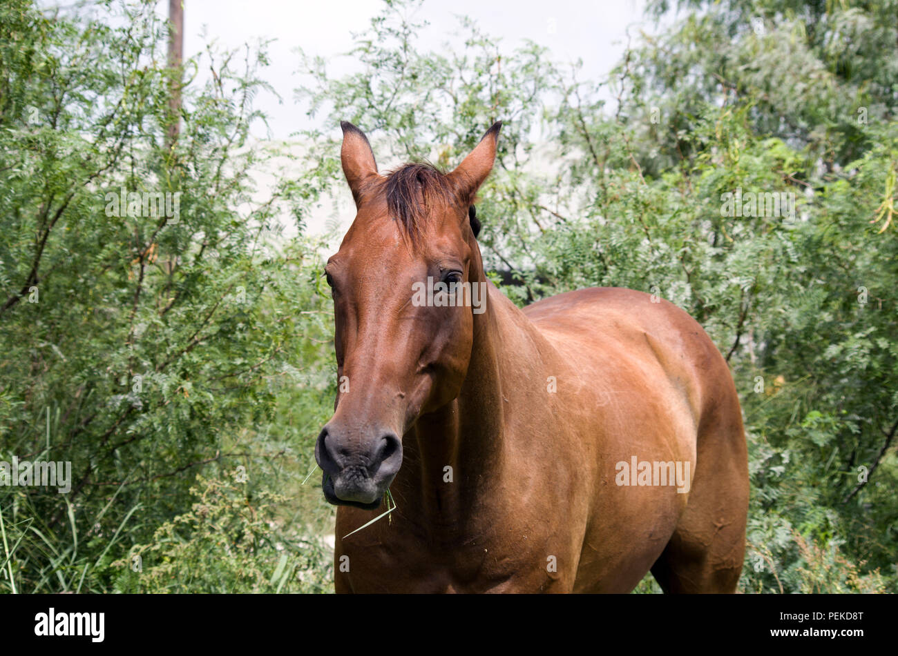 Cavallo mastica con soddisfazione l'erba di Johnson in un boschetto di Mesquite scrub. Prese ad un poco sviluppata molto urbano nel Corpus Christi, Texas USA. Foto Stock