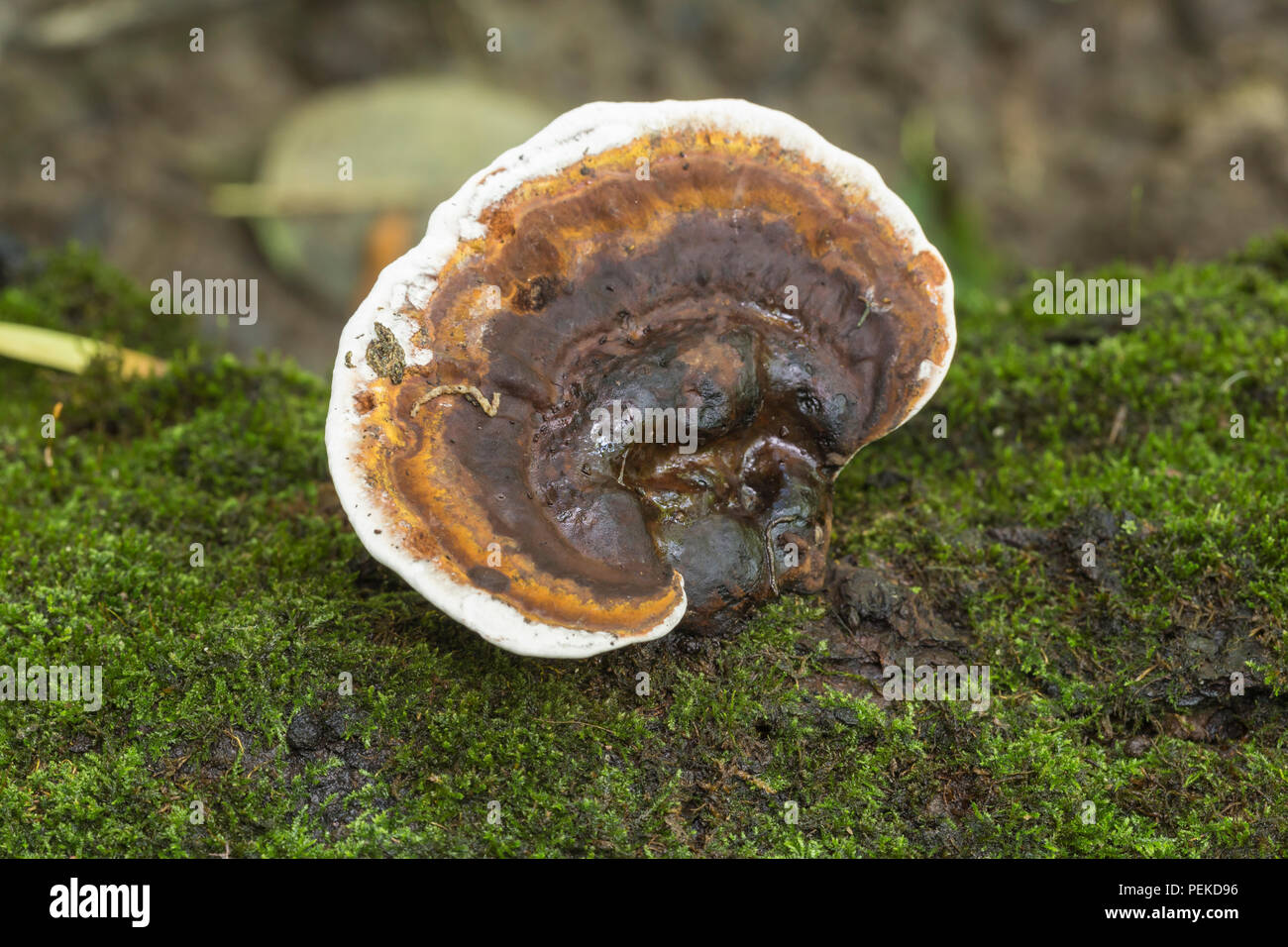 Staffa Fungus (Amauroderma) attaccato ad un log di decadimento coperto di muschio. Foto Stock