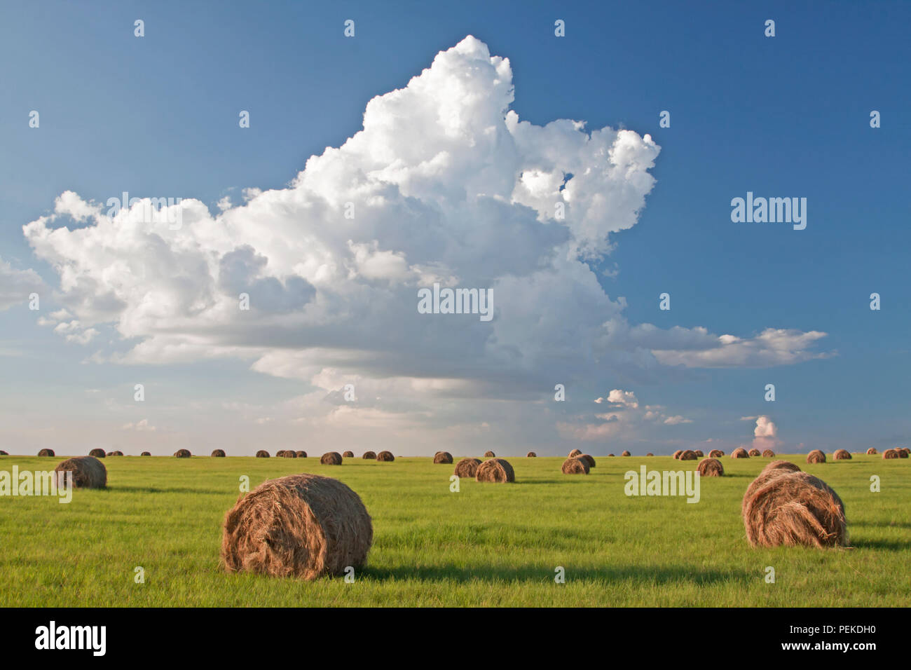 Campo di raccolto con tuoni nuvole Foto Stock