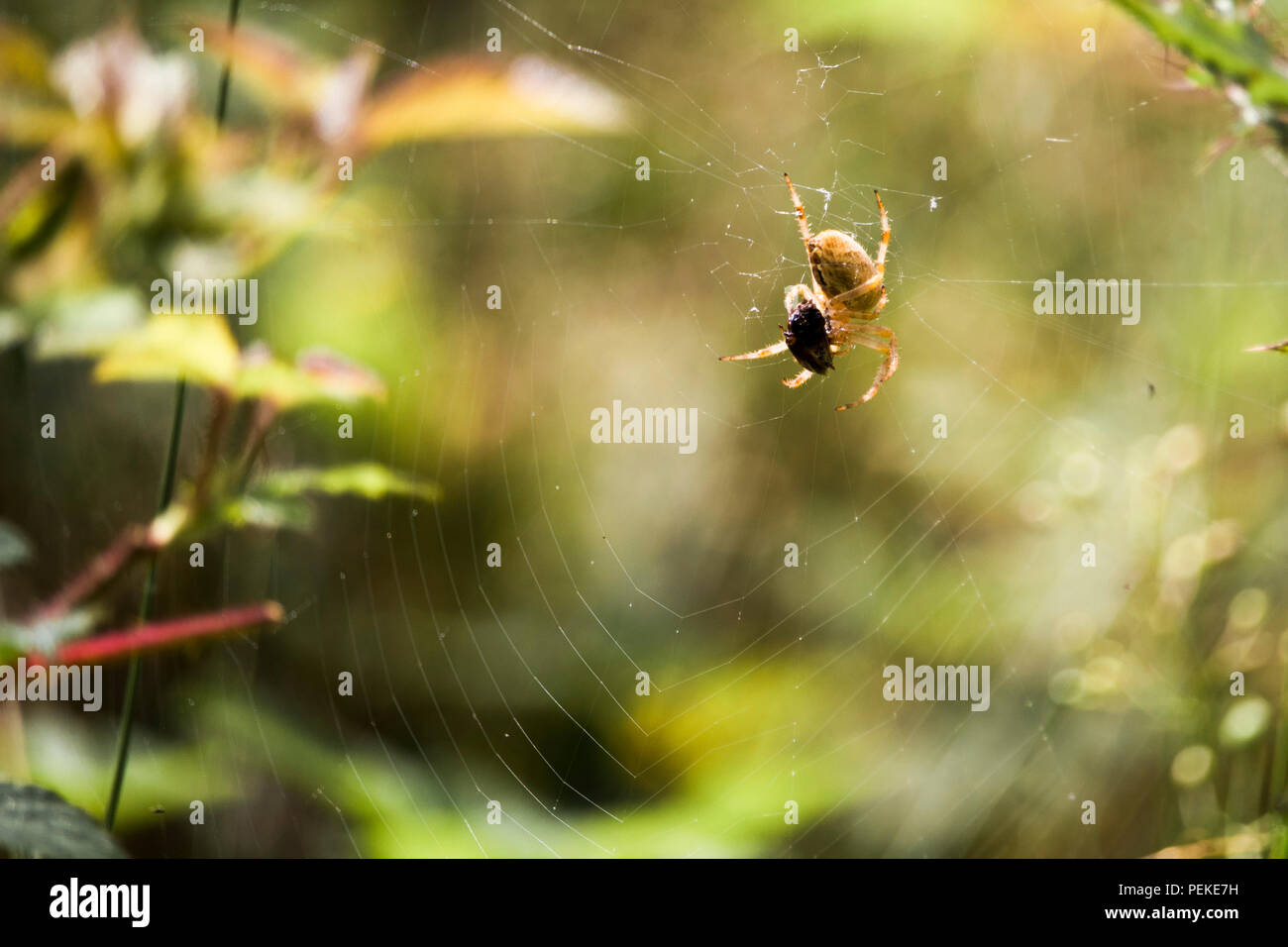 Il ragno isolato su spidernet con la sua preda Foto Stock