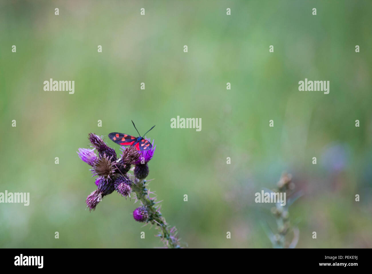 Closeup immaginare isolate di farfalla sul fiore Foto Stock