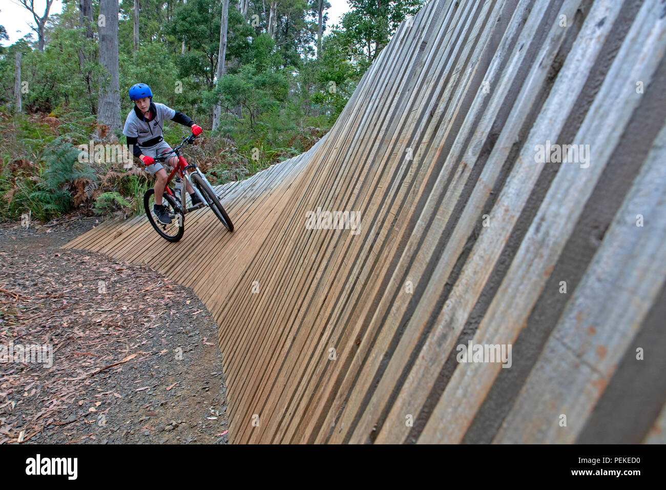 Mountain bike a Hollybank riserva forestale Foto Stock