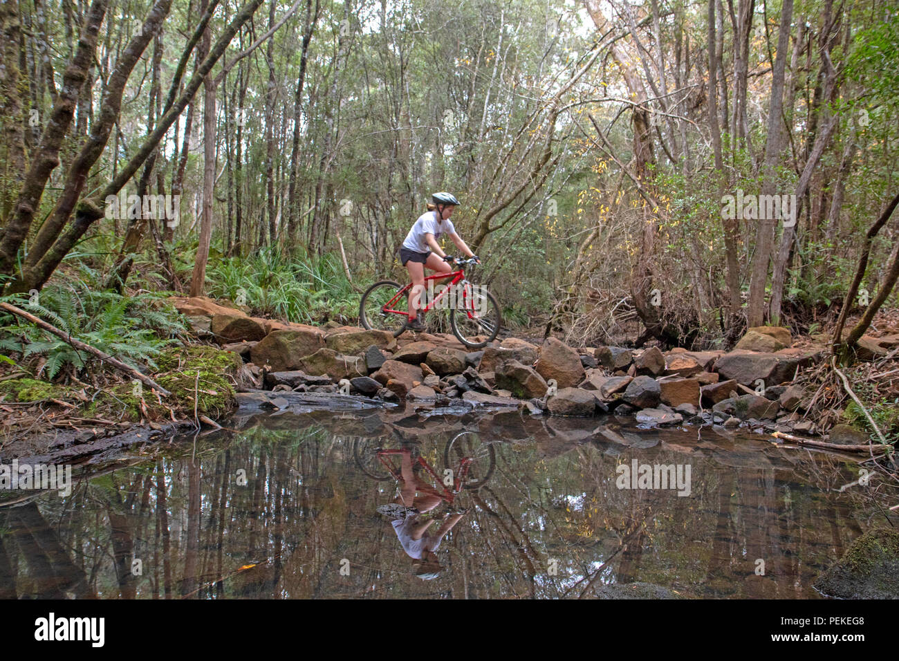Mountain bike a Hollybank riserva forestale Foto Stock