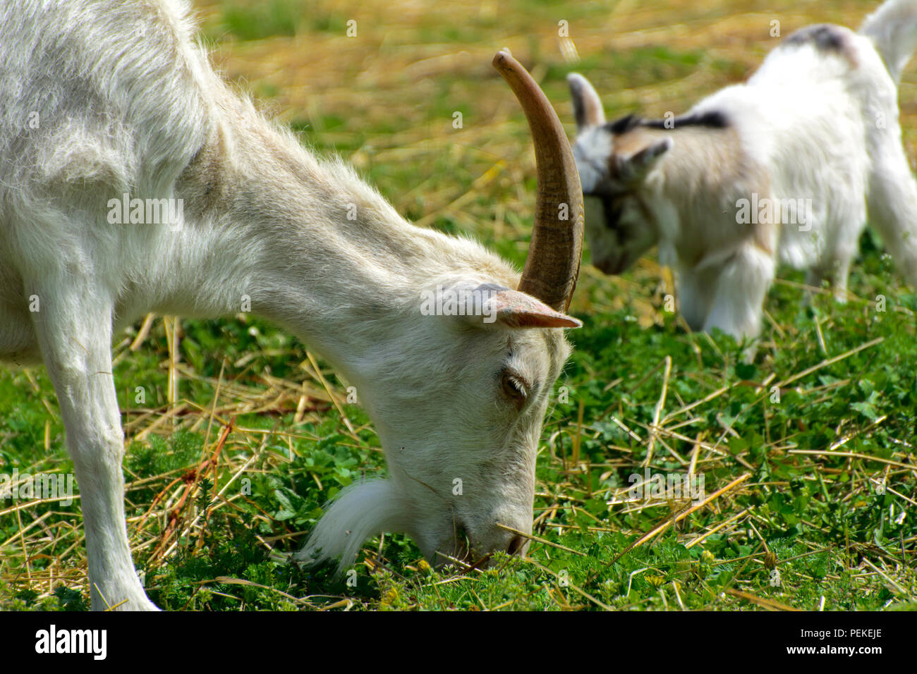 Capra bianca con lunghe corna e un bianco grigio Barba close-up lambisce contro uno sfondo di erba verde. Bellissimo il colore bianco e marrone di corna. Foto Stock
