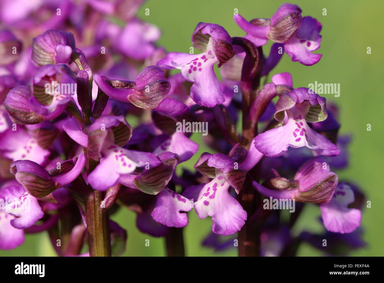 Close up di un intrico di verde alato di orchidee viola con variazione di colore che cresce in un campo nel sole di primavera Foto Stock