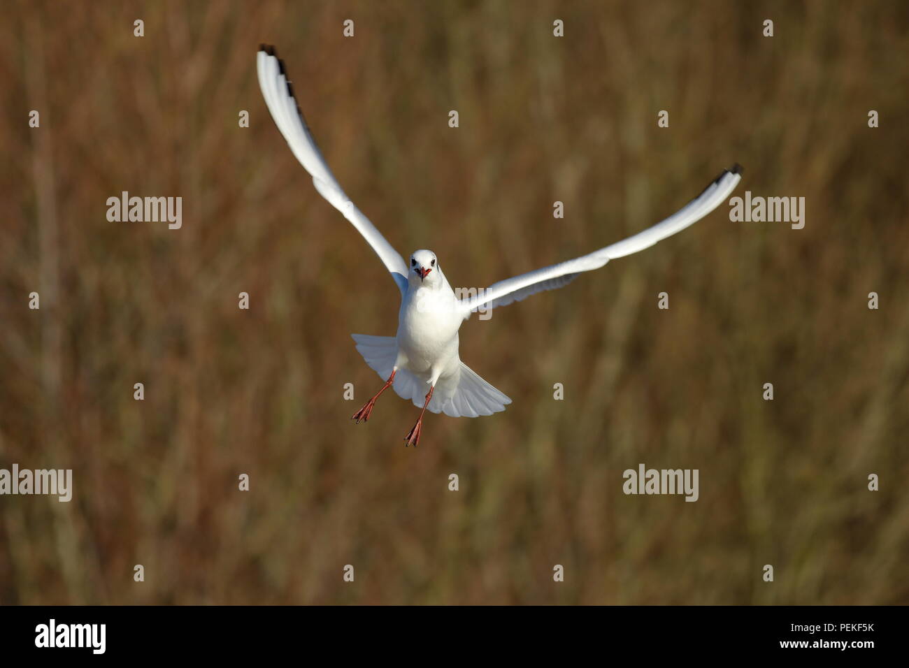 Testa nera gabbiano in volo sotto il sole Foto Stock