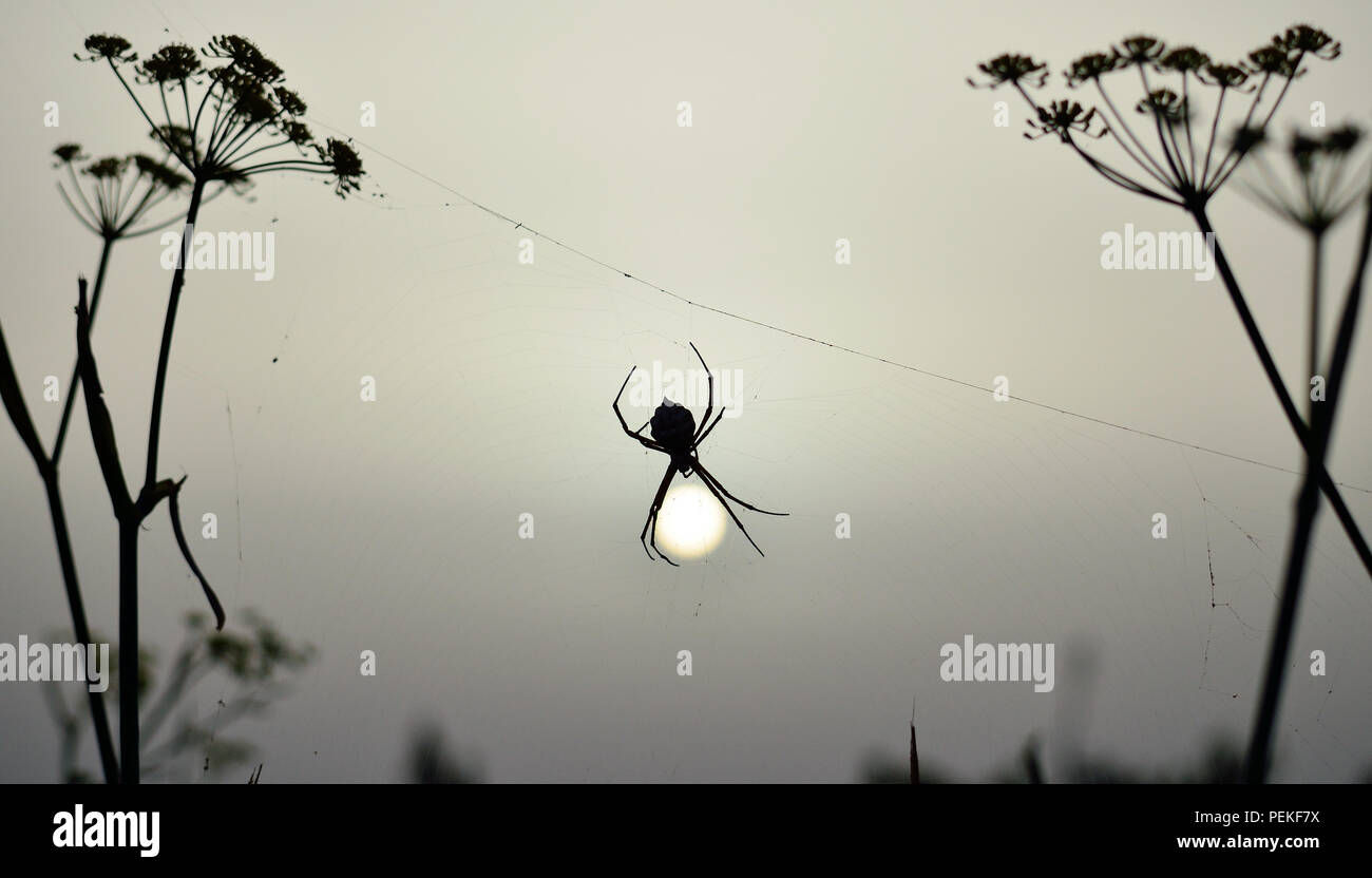 Spider appeso alla ragnatela tra le piante di sunrise Foto Stock