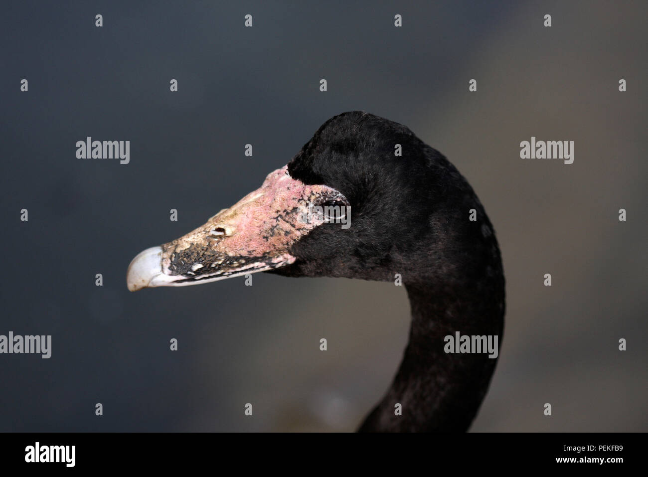 Close-up della testa di una gazza Oca (Anseranus semipalmata) presso il Wildfowl and Wetland Trust in Inghilterra del sud. Foto Stock