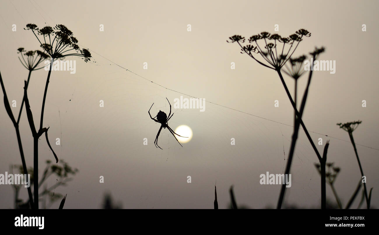 Con sunrise argiope spider sul progetto ragnatela tra le piante Foto Stock
