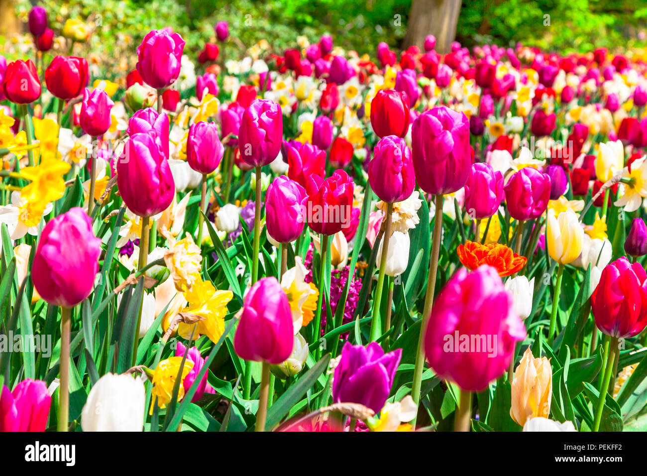 Bellissimo parco Keukenhof,vista con fiori che sbocciano,Olanda. Foto Stock