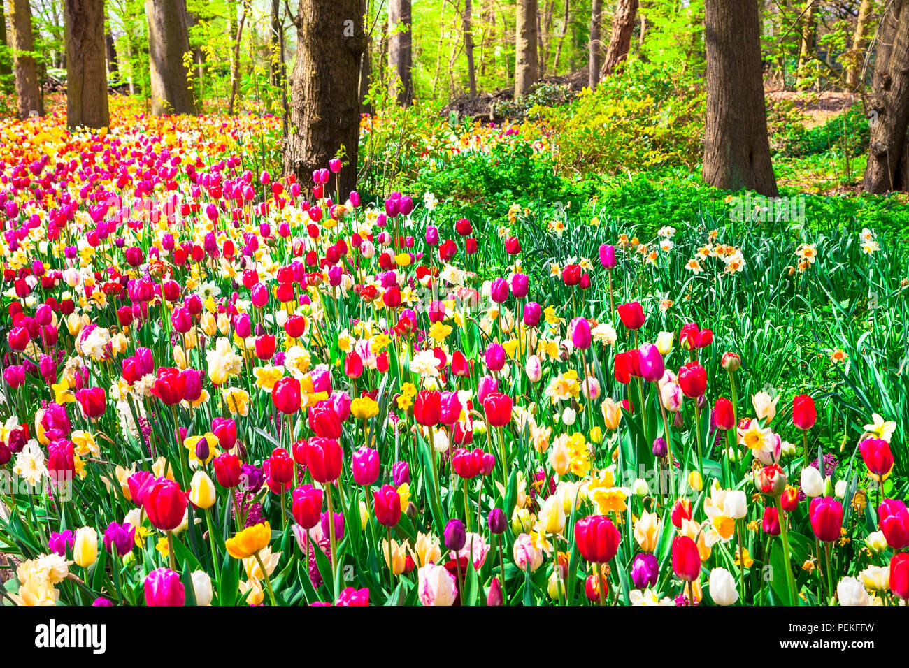 Lorful fiori nel parco Keukenhof,Olanda. Foto Stock