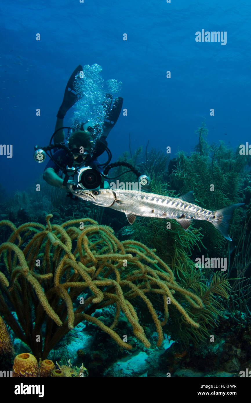Un subacqueo (MR) con telecamera video linee fino a una grande barracuda, Sphyraena barracuda, fuori dell'isola di Bonaire nei Caraibi. Foto Stock