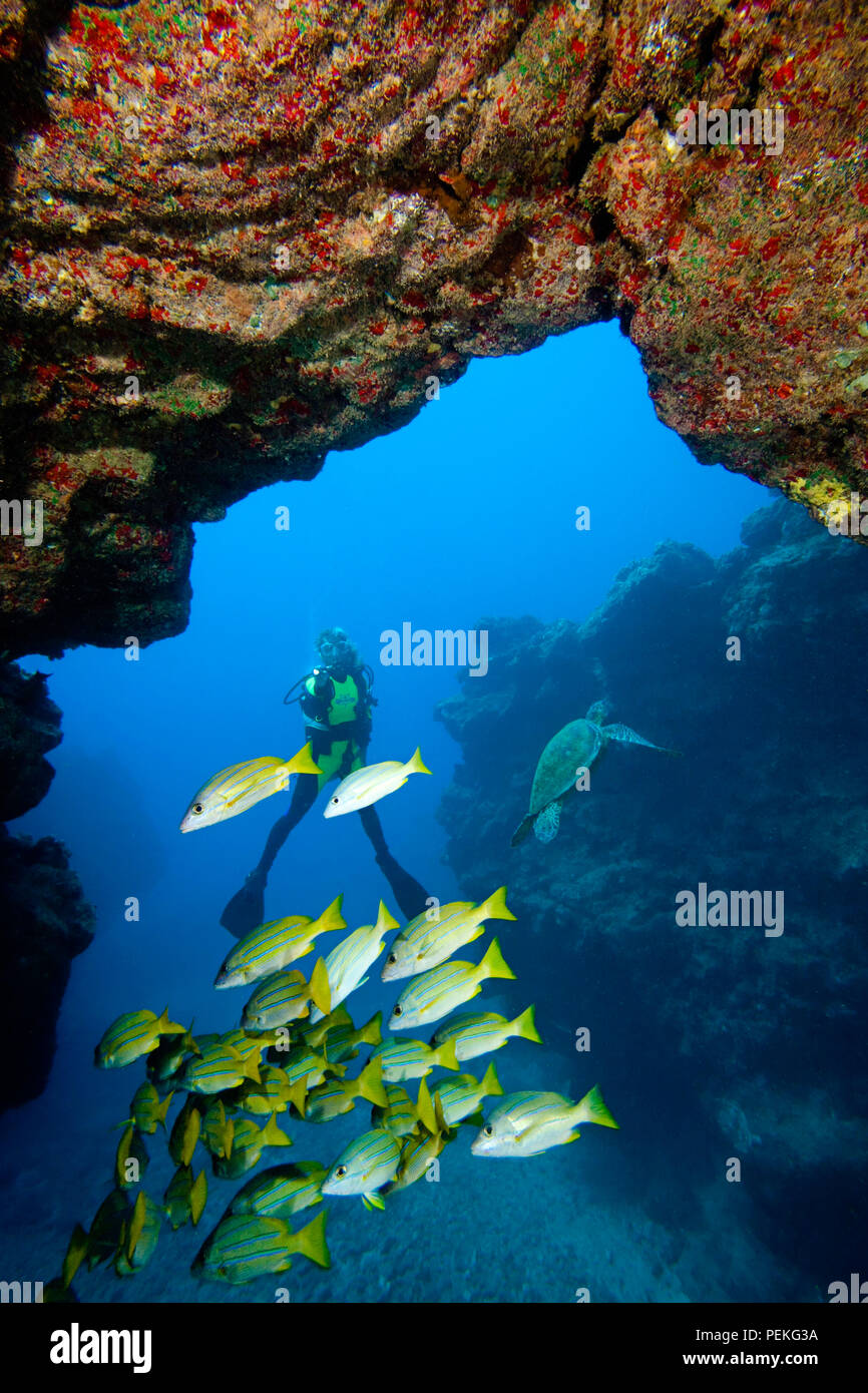 Subacqueo, a strisce blu snapper, Lutjanus kasmira e una tartaruga verde, Chelonia Mydas, al Sheraton Caverns fuori dell'isola di Kauai, Hawaii. Foto Stock