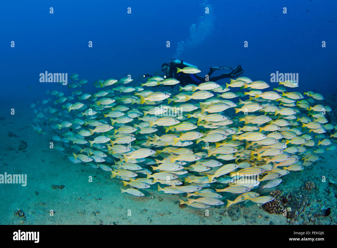 Diver (MR) e la scolarizzazione bluestripe snapper, Lutjanus kasmira, Hawaii. Foto Stock