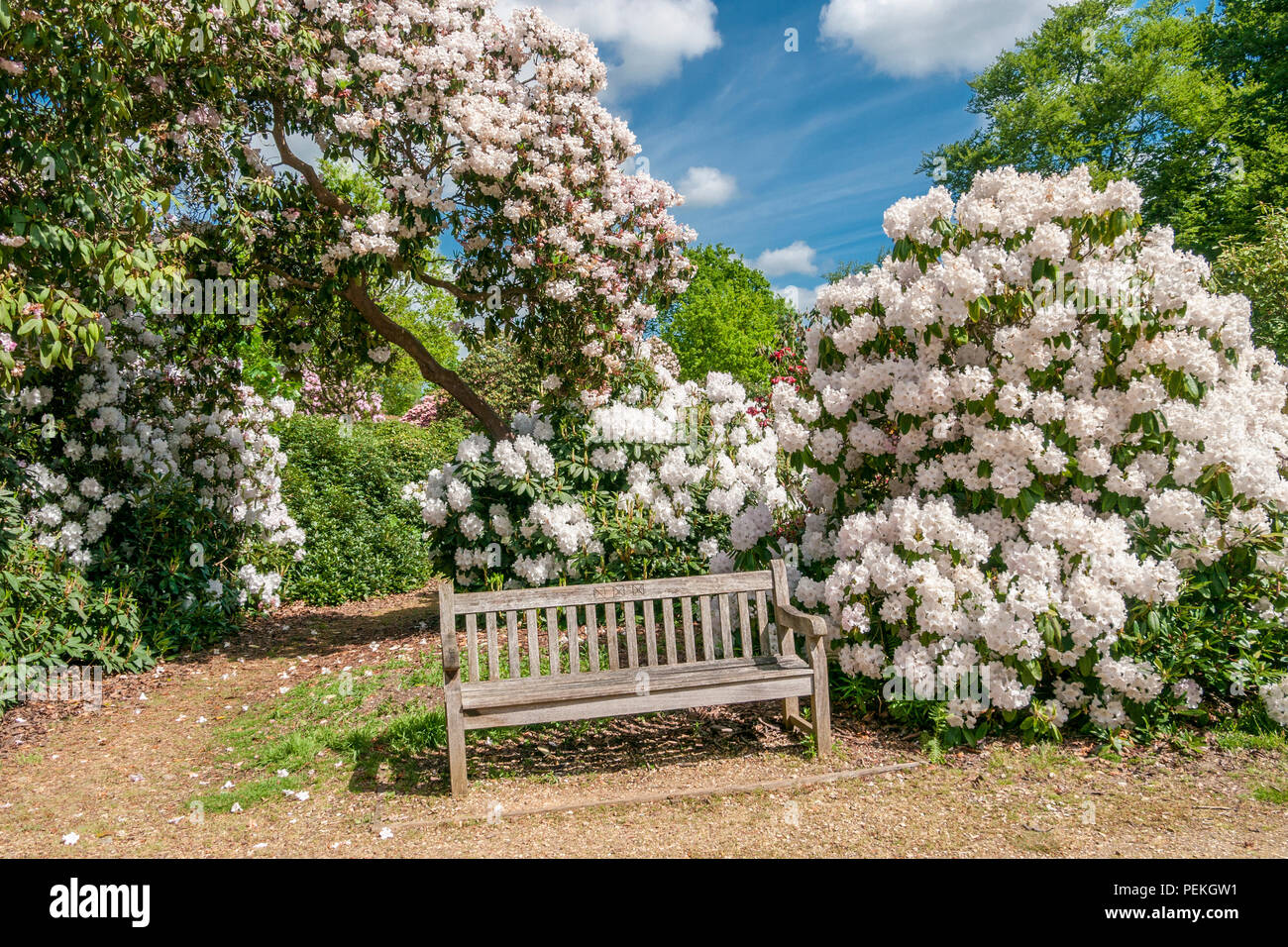 Un banco sotto white Rododendri a Langley Park, un parco storico nel Buckinghamshire, UK Foto Stock