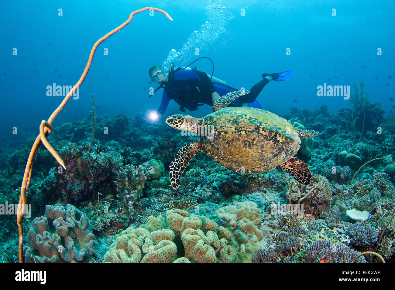 Una specie in via di estinzione, hawksbill tartarughe, Eretmochelys imbricata, sono una visione comune su di Tubbataha Reef. Il subacqueo è il modello rilasciato. Filippine. Foto Stock