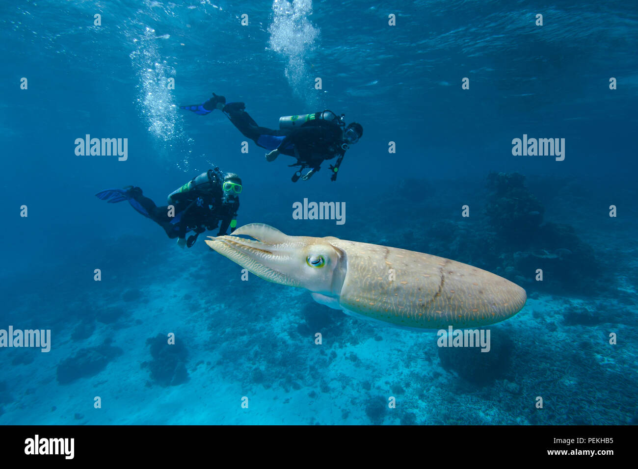 Divers (MR) e da un comune Le Seppie Sepia officinalis, in Palau, Micronesia. Foto Stock