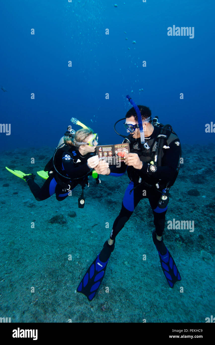 Divers (MR) su una scogliera di lettura di un pesce libro di identificazione sott'acqua. Palau, Micronesia. Foto Stock