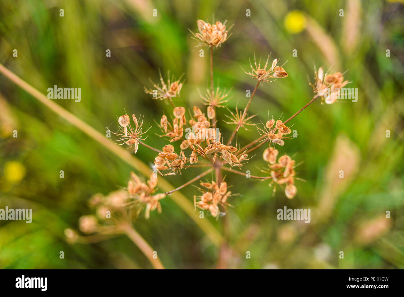Wild fiori secchi su un prato. Foto Stock