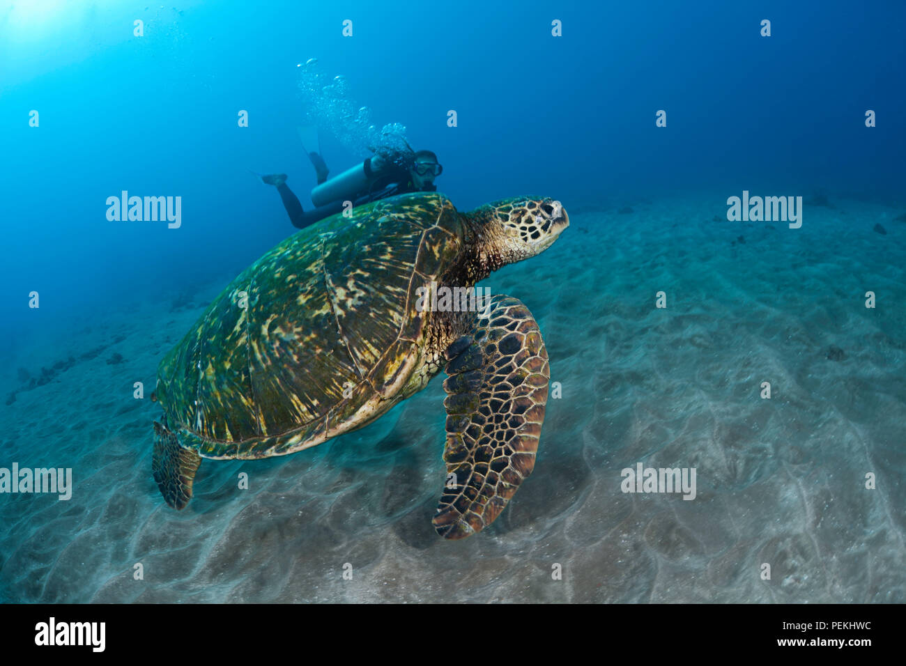 Una specie in via di estinzione, tartarughe marine verdi, Chelonia Mydas, sono una visione comune attorno alle Hawaii. Il subacqueo è il modello rilasciato. Foto Stock