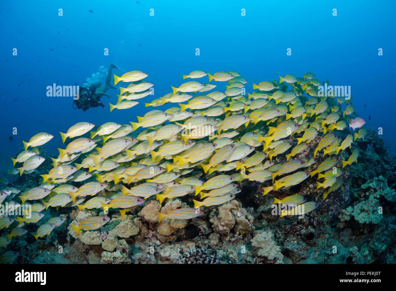 Diver (MR) e la scolarizzazione bluestripe snapper, Lutjanus kasmira, Hawaii. Foto Stock