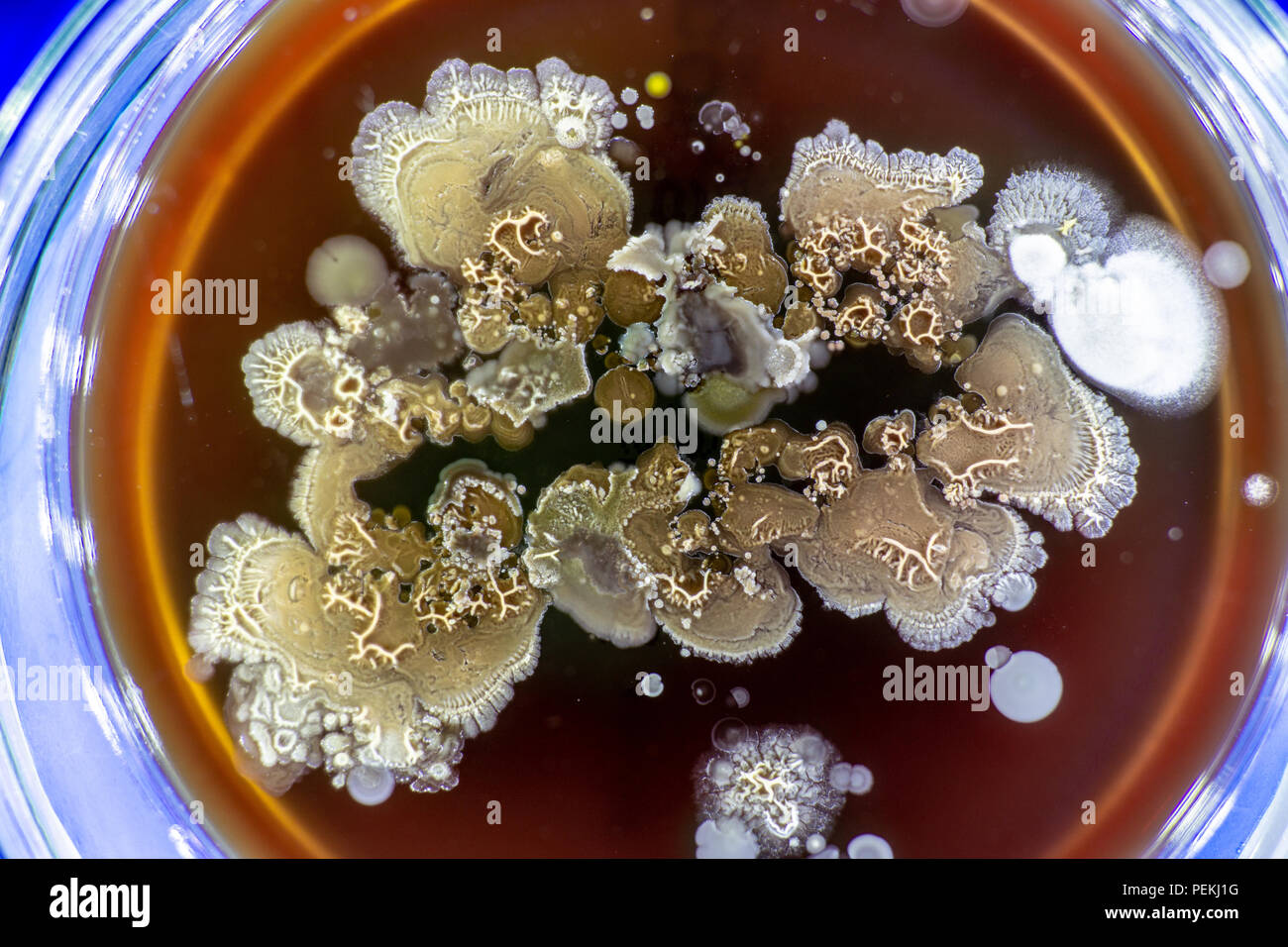 Muffa in una capsula di Petri Foto Stock