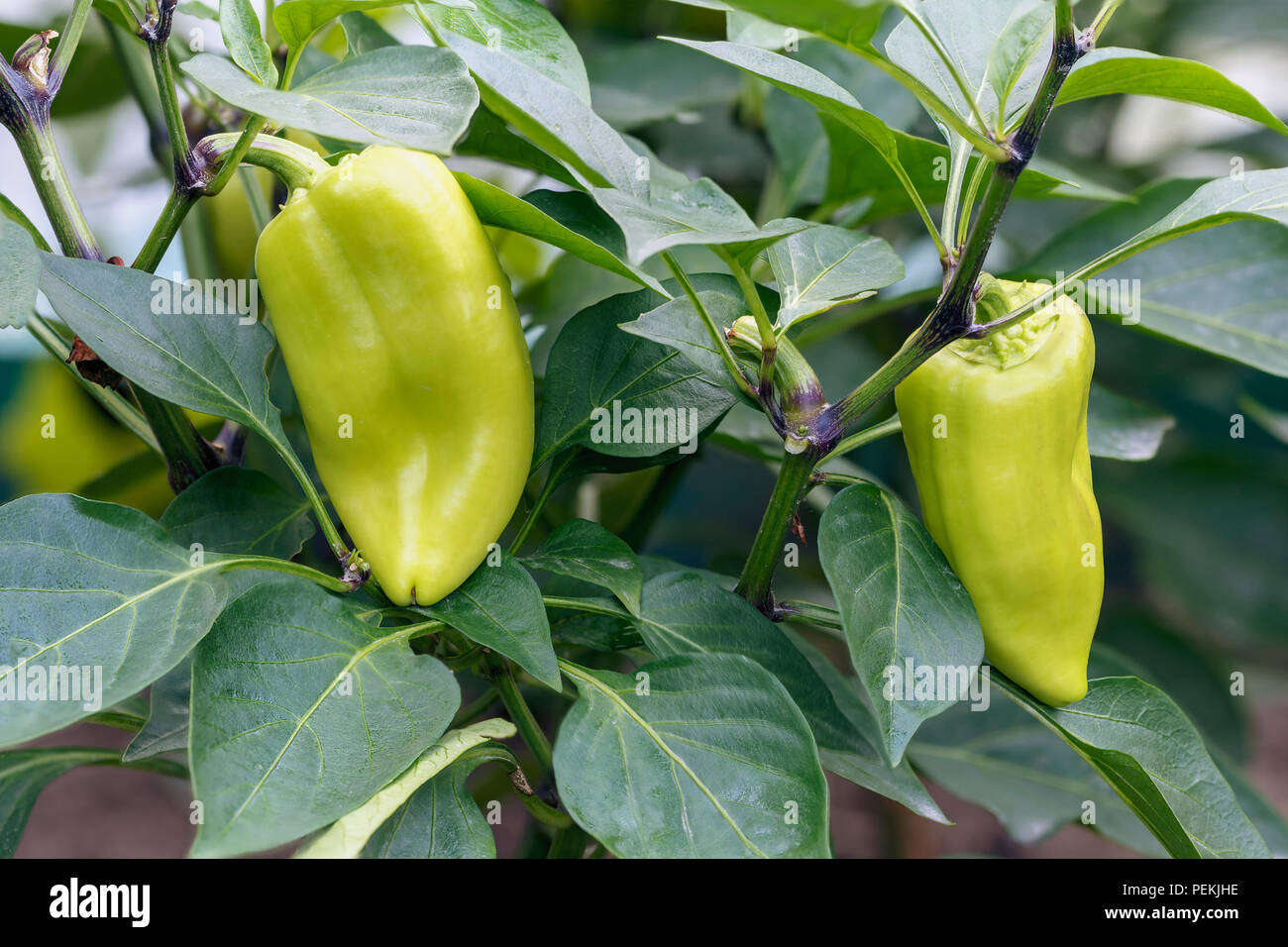 Due mature peperoni bulgaro su close-up di boccole Foto Stock