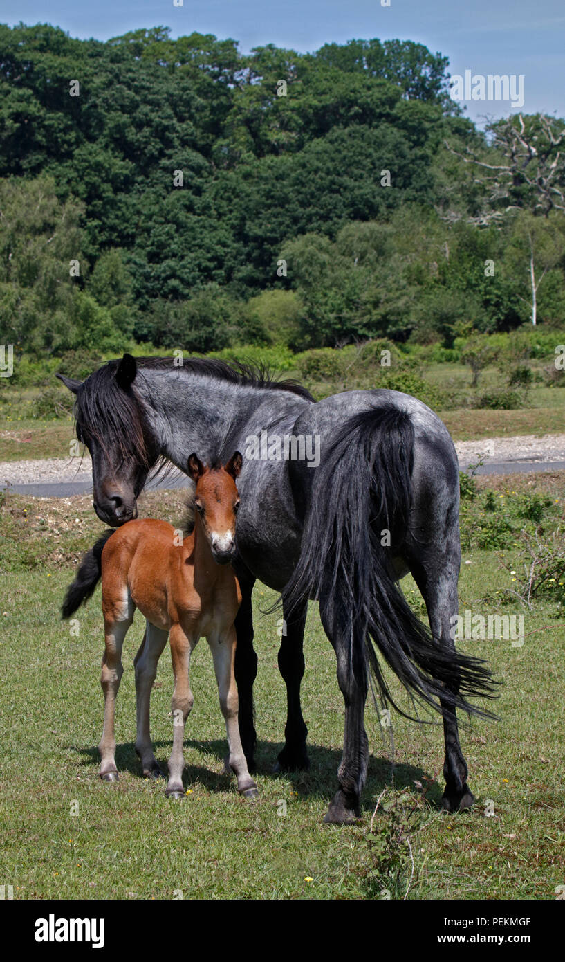 Mare e puledro, New Forest pony, New Forest, Hampshire, Inghilterra Foto Stock